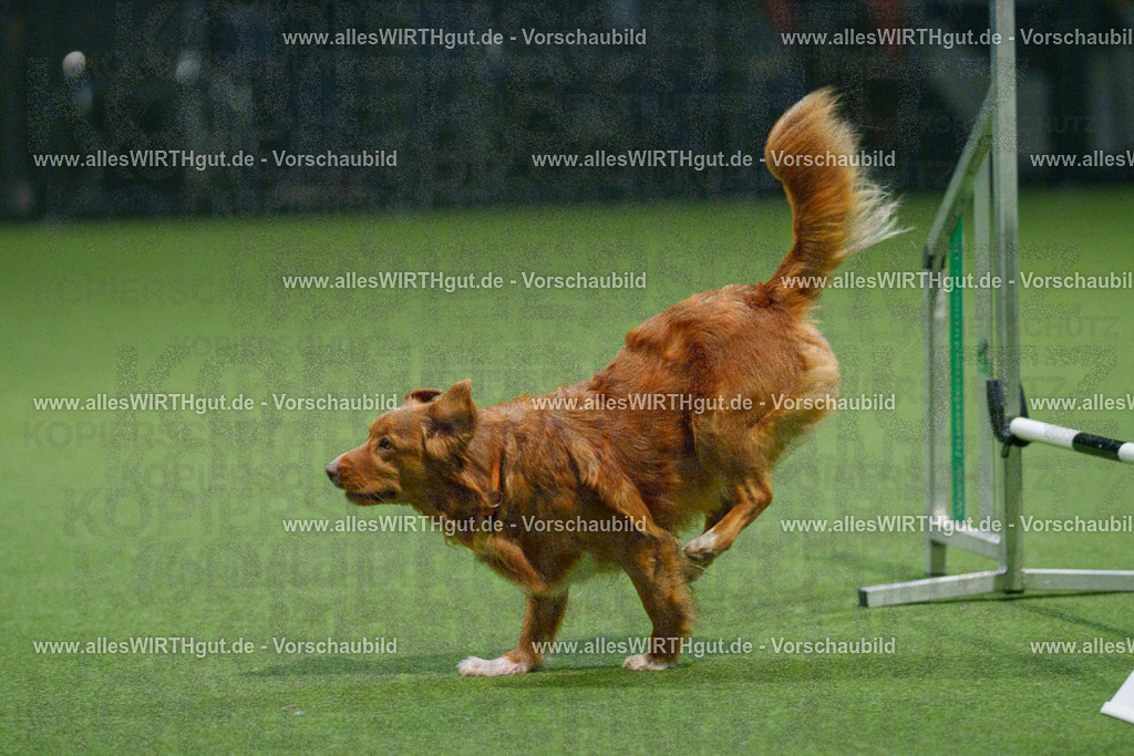 7R509650 | Professionelle Tierfotografie in Mönchengladbach von Daniel Wirth (allesWIRTHgut). Liebevolle & natürliche Bilder von Hunden & Katzen für unvergessliche Erinnerungen.