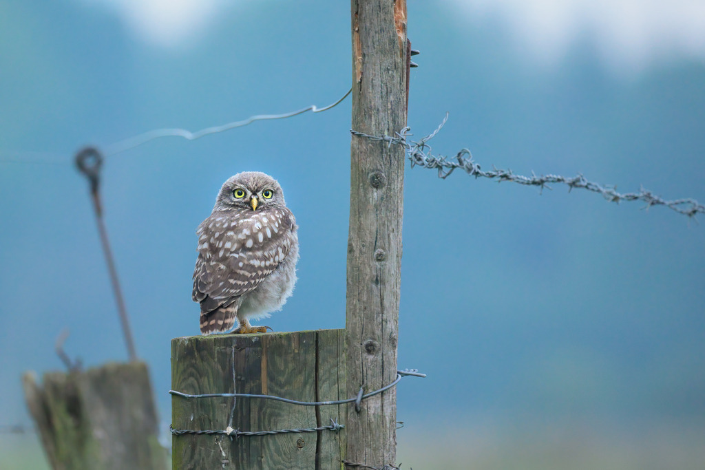 Wandbild: Steinkauz auf einem Zaunpfahl | Das Bild zeigt einen aufmerksamen Steinkauz (Athene noctua), der auf einem hölzernen Zaunpfahl sitzt. Der kleine Vogel hat ein auffälliges Federkleid mit weißen Flecken auf braunem Grund und sticht durch seine leuchtend gelben Augen hervor, die neugierig in die Kamera blicken. Der Hintergrund ist in sanften Blau- und Grüntönen gehalten und verstärkt den Fokus auf den Kauz. Ein Stück Stacheldraht verläuft diagonal durch das Bild und verleiht der Szene eine rustikale Note.