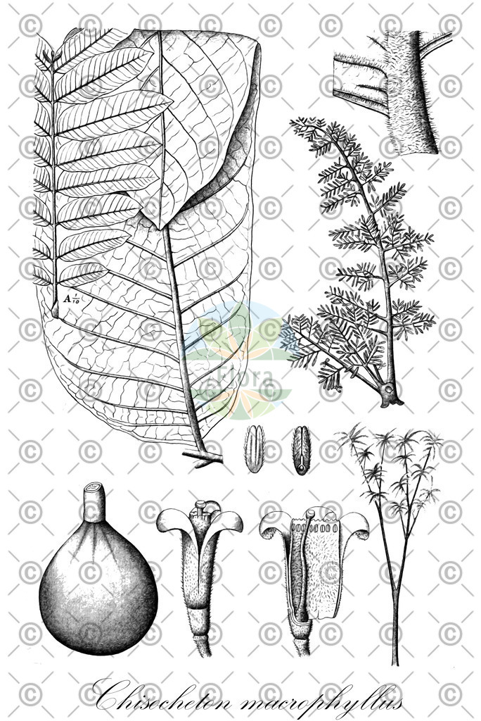 HistAbb_wfo-0000603000_1_ENZY_Simple | Historische Abbildung von Chisocheton macrophyllus - Meliaceae | Historical Illustration of Chisocheton macrophyllus - Meliaceae