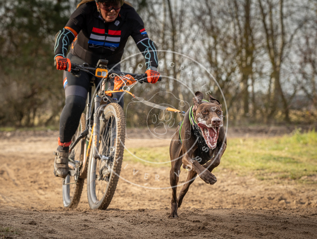 Pfotenfotografie_DV3A8858 | Hundefotografie, Tierfotograf, Pfotenfotografie, Fotoshooting Hund, Hunde Portrait, Hundesport, Hundeportraits, Heideshooting, Hunde, Sportfotograf, Hundefotograf, Turnierhundsport, THS,  - Realisiert mit Pictrs.com