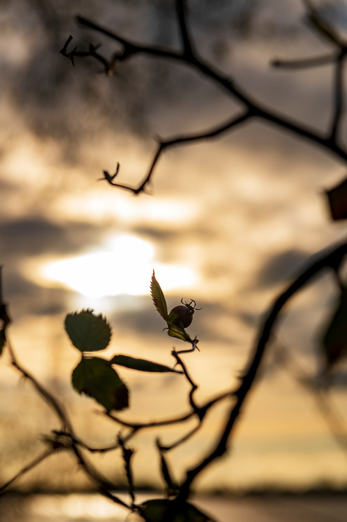 2022_11_19_SH-HETLINGER-SCHANZE_MCP5922 | Hochwertig gedruckte Fotografien für die Wand, als Kalender und zum Verschenken. Hamburg & Norddeutschland und überall wo ich mit der Kamera unterwegs war.