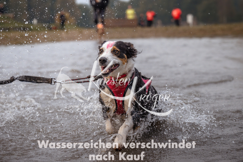 0827_ZZ91623 | kk-dogfotos