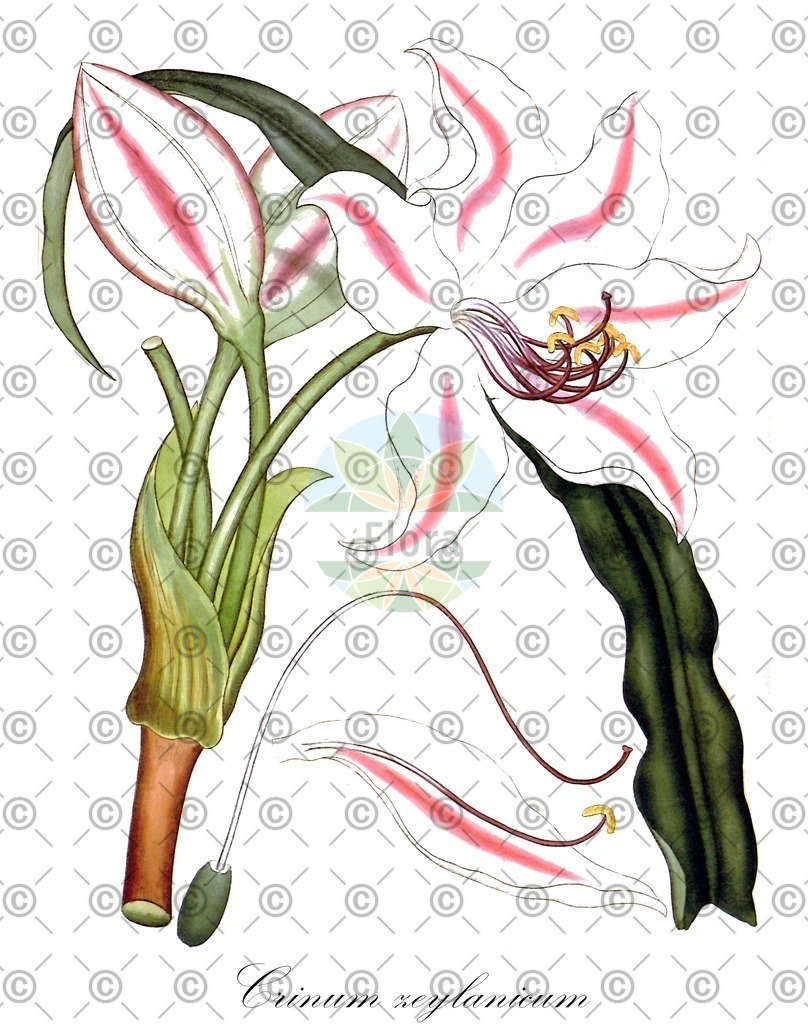 HistAbb_EMP_107365_9_FloraD_Simple | Historische Abbildung von Crinum zeylanicum - Amaryllidaceae | Historical Illustration of Crinum zeylanicum - Amaryllidaceae