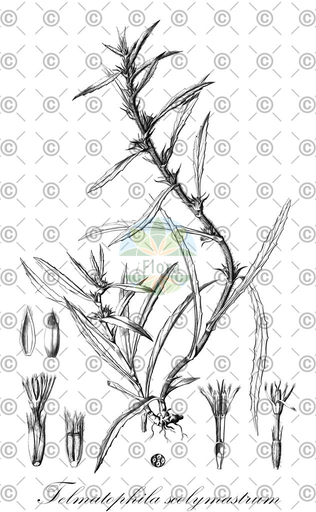HistAbb_wfo-0001104276_2_ENZY_Simple | Historische Abbildung von Telmatophila scolymastrum - Asteraceae | Historical Illustration of Telmatophila scolymastrum - Asteraceae
