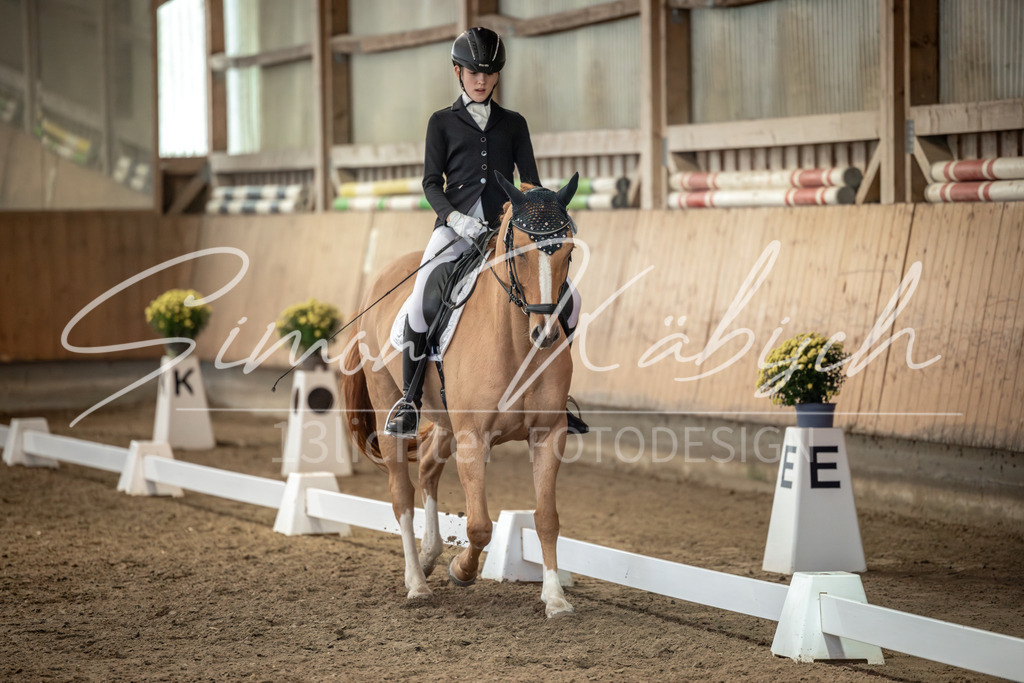 20251011-_3LI6787 | Tierfotografie Pferde, Hunde, Katzen, Haustiere.
Turnierfotografie Reitturniere, Reiten, Springreiten, Dressur in Hanau, dem Main-Kinzig-Kreis und dem Rhein-Main- Gebiet um Frankfurt