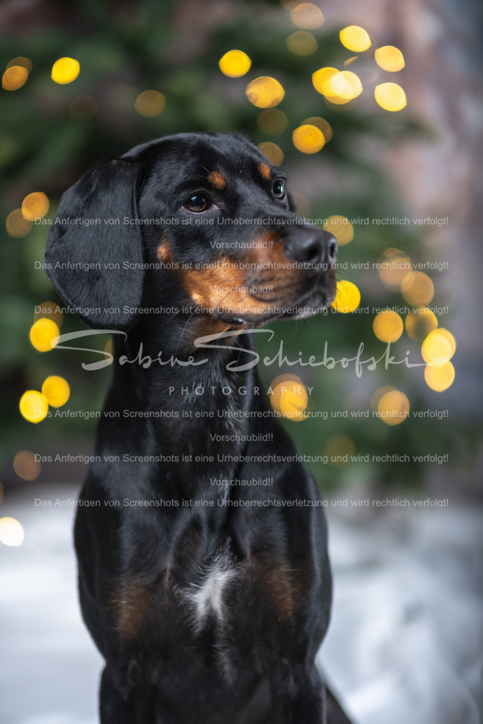 DSCF4374 | People- und Tierfotografie, Imageaufnahmen, Veranstaltungsfotografie und Wandbilder aus der Natur ★ Made in Germany ✔️ Druck + Downloads ✔️ Naturfotografie in Top Qualität ★ schneller Versand, weltweite Lieferung! - Realisiert mit Pictrs.com