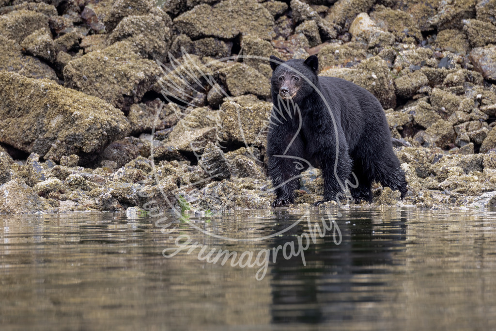 shoreline sentinel - black bear, canada | Authentische Landschafts- & Wildtierfotografie aus der Schweiz. Hochwertige Wandbilder, Fine-Art-Prints und Wunschmotive nach Auftrag – sorgfältig entwickelt im Grumagraphy-Style
