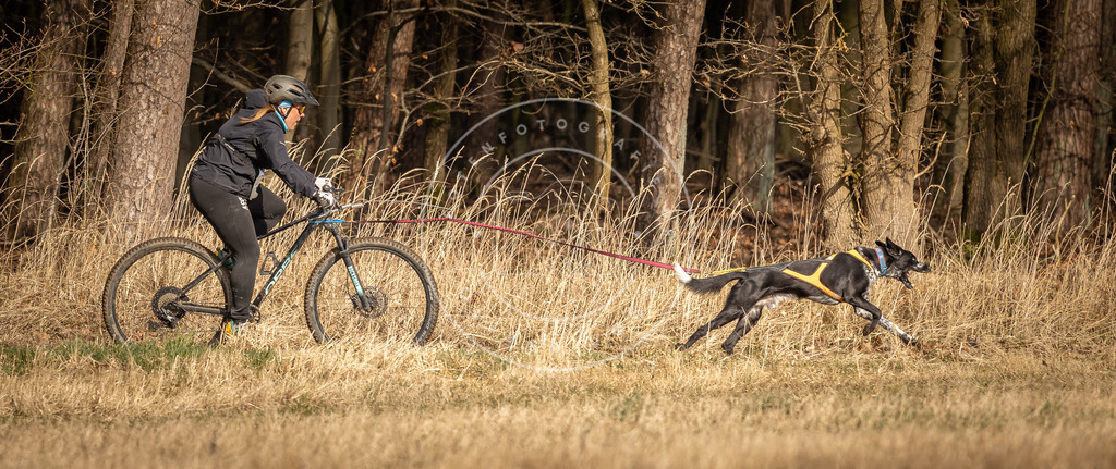 DV3A4386 | Hundefotografie, Tierfotograf, Pfotenfotografie, Fotoshooting Hund, Hunde Portrait, Hundesport, Hundeportraits, Heideshooting, Hunde, Sportfotograf, Hundefotograf, Turnierhundsport, THS,  - Realisiert mit Pictrs.com