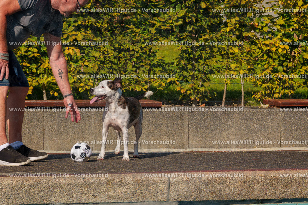 Hundeschwimmen_Grefrath_2026-allesWIRTHgut_Tierfotografie-13_50-FAY00742 | Professionelle Tierfotografie in Mönchengladbach von Daniel Wirth (allesWIRTHgut). Liebevolle & natürliche Bilder von Hunden & Katzen für unvergessliche Erinnerungen.