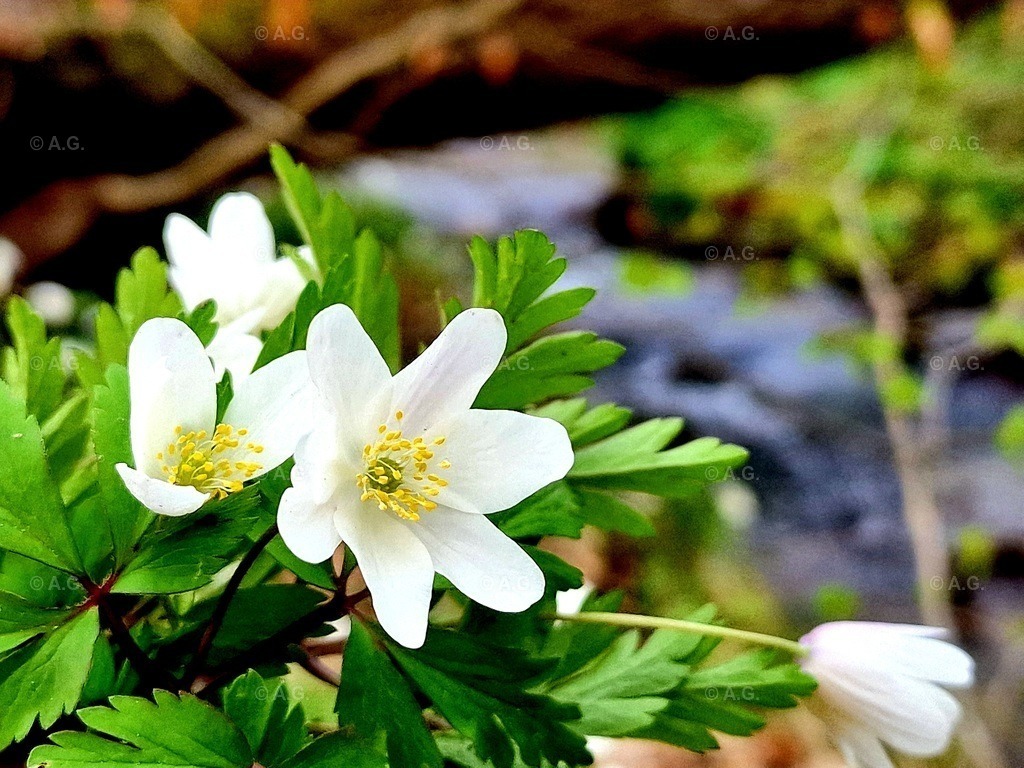 20220414_190835 | aileen-glaeser - Realisiert mit Pictrs.com