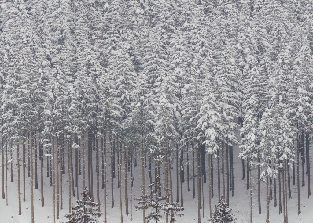 Die Schönheit eines Waldes, dahin, dahin | Der Wald soll die Erdoberfläche durch Schönheit zieren, dieser Forst tut es nicht. - Realisiert mit Pictrs.com
