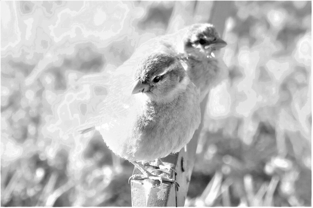 P7410084 (9) | Annaeherungen - Realisiert mit Pictrs.com
