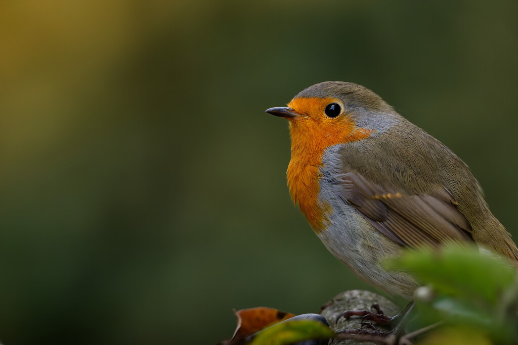 Rotkehlchen Naturaufnahme mit Bokeh-Hintergrund | Eine wunderschöne Nahaufnahme eines europäischen Rotkehlchens (Erithacus rubecula), das auf einem Ast oder einer ähnlichen Unterlage sitzt. Der kleine Singvogel ist von der Seite zu sehen und zeigt sein charakteristisches leuchtend oranges Brustgefieder, das sich scharf vom grauen Kopf und den braunen Flügeln abhebt. Das Auge ist scharf fokussiert und glänzt dunkel. Der Hintergrund ist unscharf (Bokeh), in sanften Grün- und Gelbtönen gehalten, was den Vogel prominent hervorhebt und eine friedliche, natürliche Atmosphäre schafft. Einige herbstliche Blätter sind am unteren Bildrand leicht angedeutet. Das Bild strahlt Ruhe und Naturnähe aus.