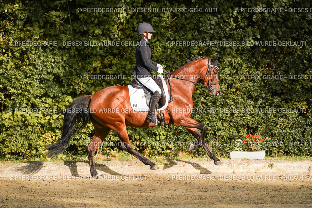 DSC04856 | Pferdegrafie