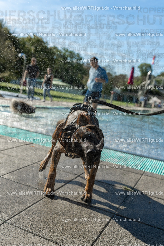 Hundeschwimmen_Volksbad_2026-allesWIRTHgut_Tierfotografie-2609061030-094052-7R508931 | Professionelle Tierfotografie in Mönchengladbach von Daniel Wirth (allesWIRTHgut). Liebevolle & natürliche Bilder von Hunden & Katzen für unvergessliche Erinnerungen.