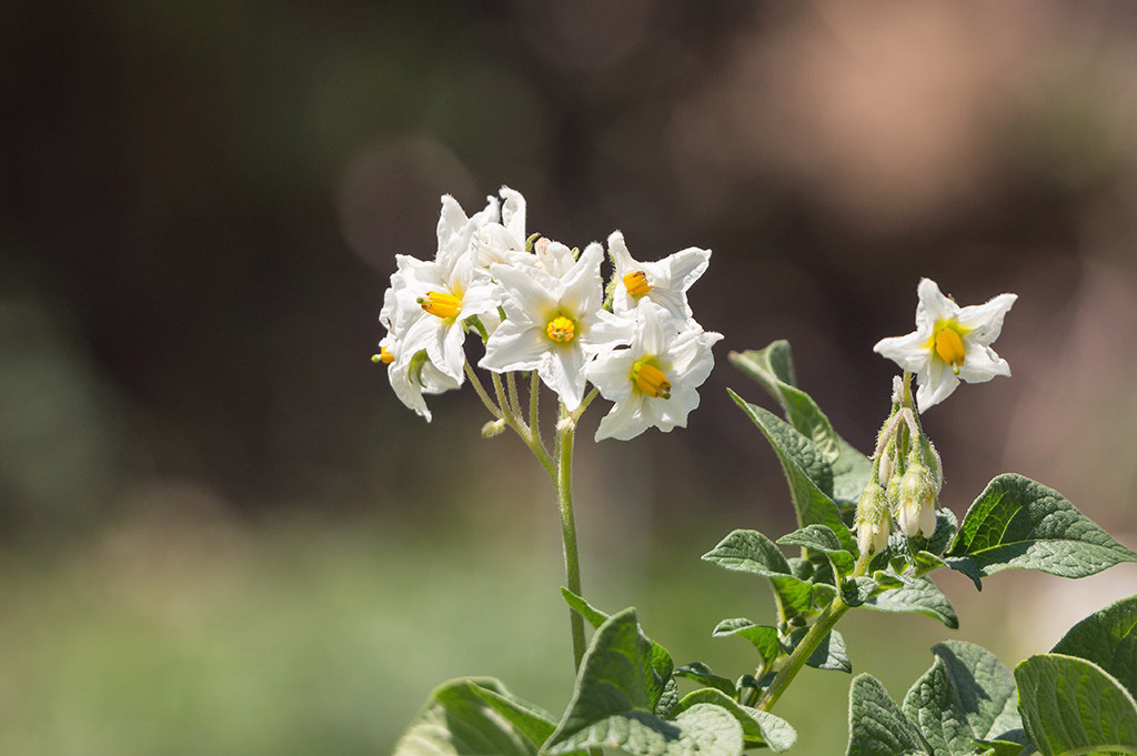 Kartoffelblüten | Fotos mit schönen Motiven aus der Region Basel. - Realisiert mit Pictrs.com