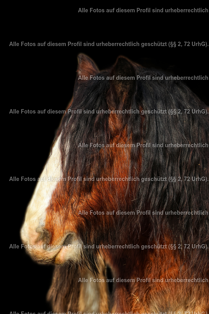 1710020575942_2 | krollfotografie - Realisiert mit Pictrs.com