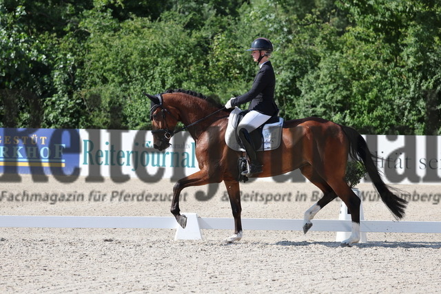 Weilheim_2025_Prfg.Nr.24_Reitpferdeprüfung_Carolin Heckemberger_Velyns Belvina B (6) | Alle Fotos der Reiterjournal Fotografin Doris Matthaes im Reiterjournal Online-Fotoshop. - Realisiert mit Pictrs.com