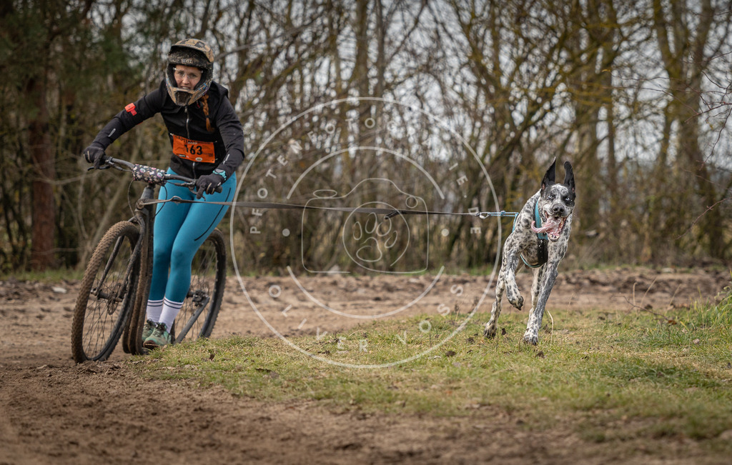 Pfotenfotografie_DV3A9215 | Hundefotografie, Tierfotograf, Pfotenfotografie, Fotoshooting Hund, Hunde Portrait, Hundesport, Hundeportraits, Heideshooting, Hunde, Sportfotograf, Hundefotograf, Turnierhundsport, THS,  - Realisiert mit Pictrs.com