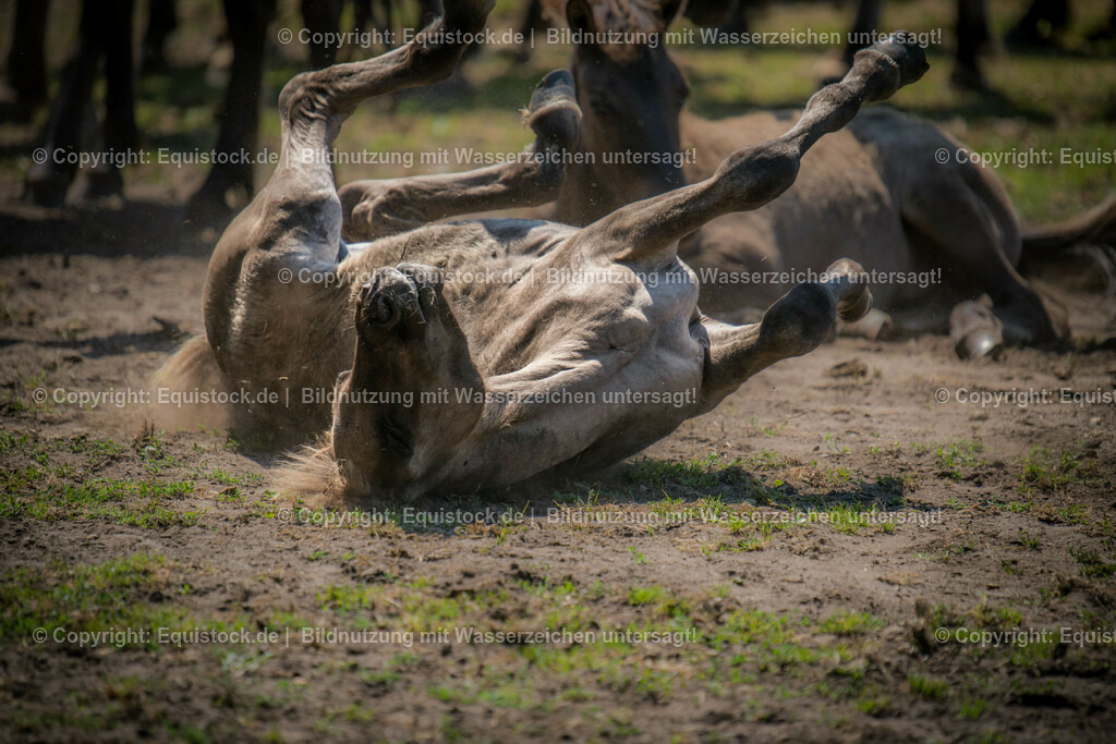 20150711_TOMsPiC_0214 | equistock