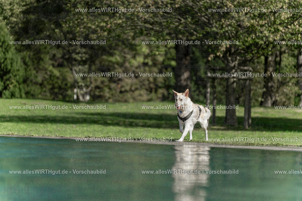Hundeschwimmen_Volksbad_2026-allesWIRTHgut_Tierfotografie-2609061551-7R501969 | Professionelle Tierfotografie in Mönchengladbach von Daniel Wirth (allesWIRTHgut). Liebevolle & natürliche Bilder von Hunden & Katzen für unvergessliche Erinnerungen.