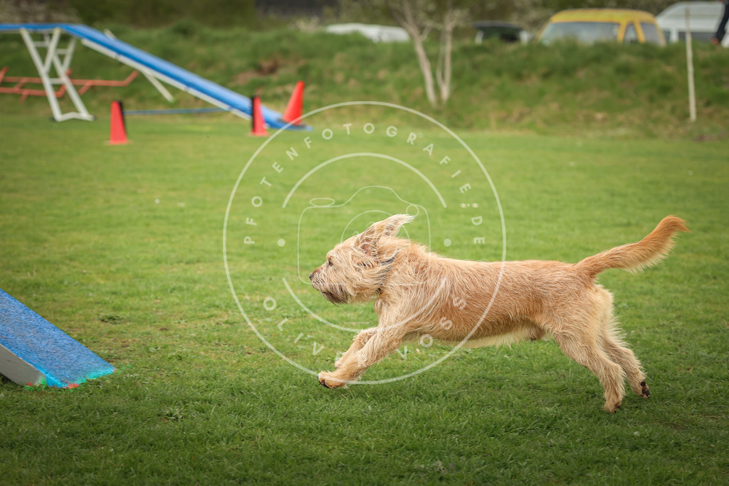 Pfotenfotografie_0L8A1021 | Hundefotografie, Tierfotograf, Pfotenfotografie, Fotoshooting Hund, Hunde Portrait, Hundesport, Hundeportraits, Heideshooting, Hunde, Sportfotograf, Hundefotograf, Turnierhundsport, THS,  - Realisiert mit Pictrs.com