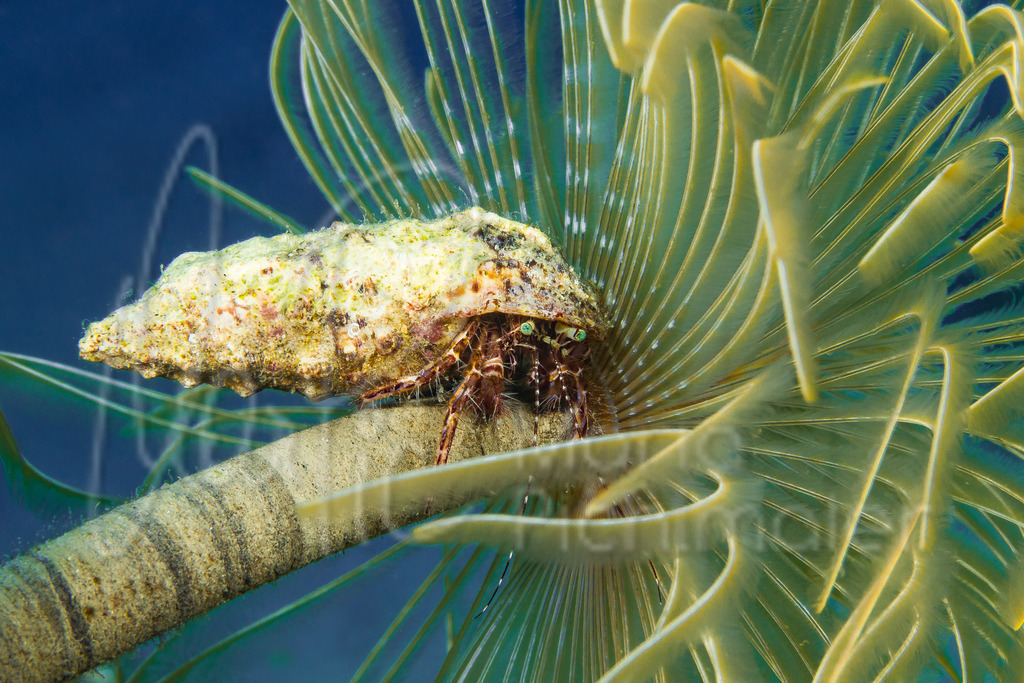 Pagurus anachoretus | Einsiedlerkrebs auf Schraubensabelle - Realisiert mit Pictrs.com