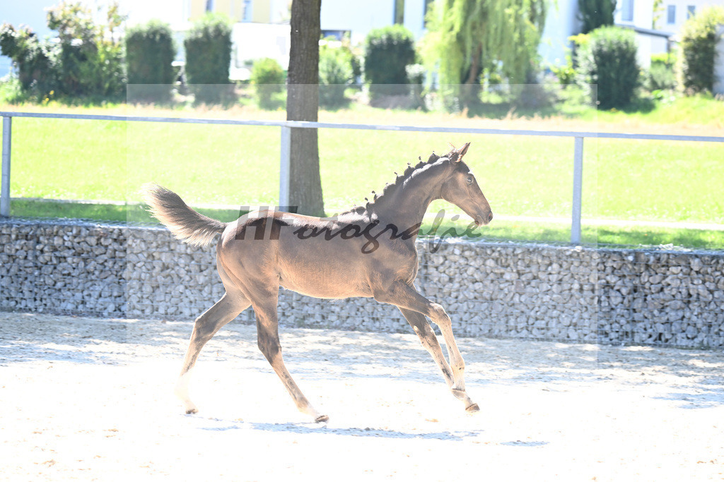 Kat-Nr. 15 Uno I x Sir Oldenburg_SF_Sens_26250292 | hf-fotografie - Realisiert mit Pictrs.com