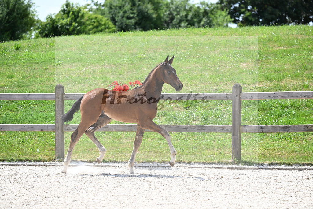 Kat-Nr. 33 Escaneno x De Niro_HF_Vierl_15250878 | hf-fotografie - Realizzato con Pictrs.com