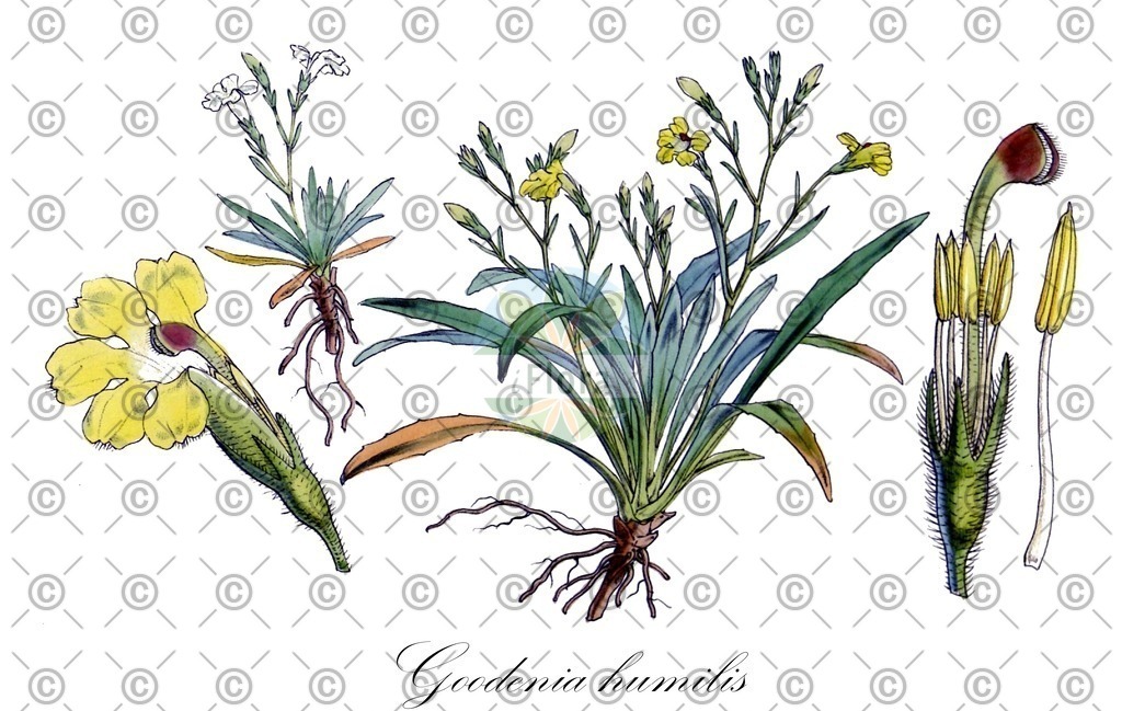 HistAbb_wfo-0000185170_2_ENZY_Simple | Historische Abbildung von Goodenia humilis - Goodeniaceae | Historical Illustration of Goodenia humilis - Goodeniaceae