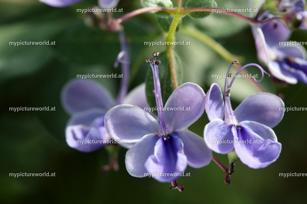Uganda-Losstrauch-001 | Das Bilderarchiv über Tiere, Planzen und Landschaften. In der Bilddatenbank finden Sie ein große Auswahl an hochwertigen Bilder für Ihre Werbung - Realisiert mit Pictrs.com