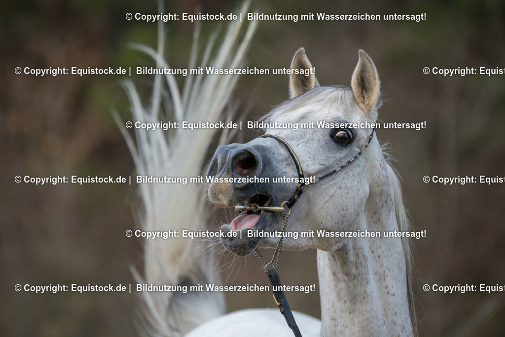 20160312_Araber_Wiehert_0002 | equistock