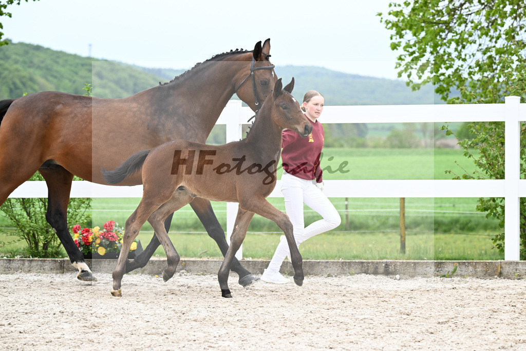Kat-Nr. 28 HF Fair Deal x Dante Weltino_Locher_23260989 | hf-fotografie - Realisiert mit Pictrs.com
