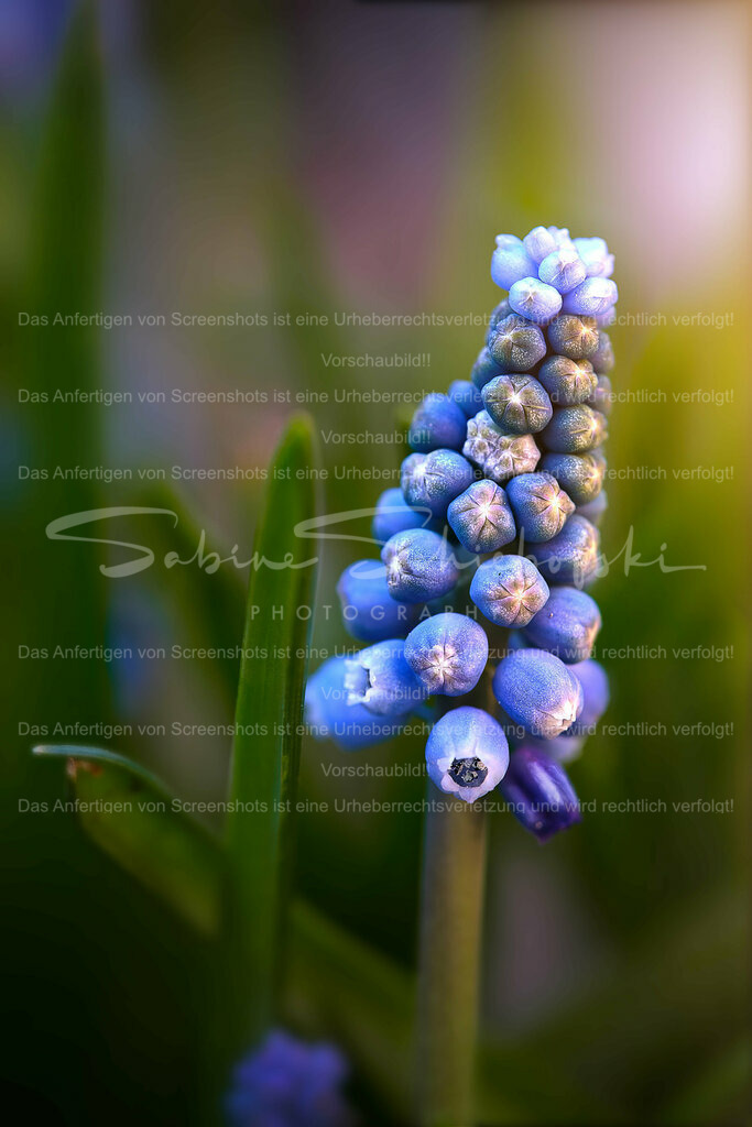Wandbild Traubenhyazinthe | People- und Tierfotografie, Imageaufnahmen, Veranstaltungsfotografie und Wandbilder aus der Natur ★ Made in Germany ✔️ Druck + Downloads ✔️ Naturfotografie in Top Qualität ★ schneller Versand, weltweite Lieferung! - Realisiert mit Pictrs.com