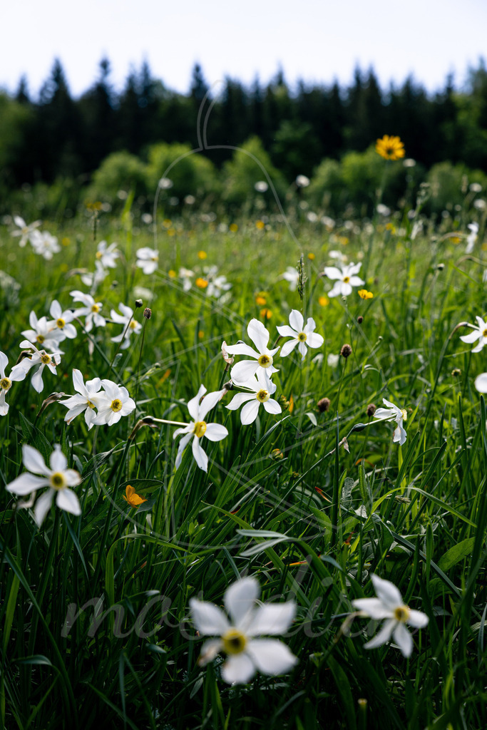 Narzissenblüte Lunz am See | Bei Veröffentlichung des Bildes ist eine Namensnennung wie folgt erforderlich: 
Foto: Mostdirn Irmgard Wieser
 - Realisiert mit Pictrs.com