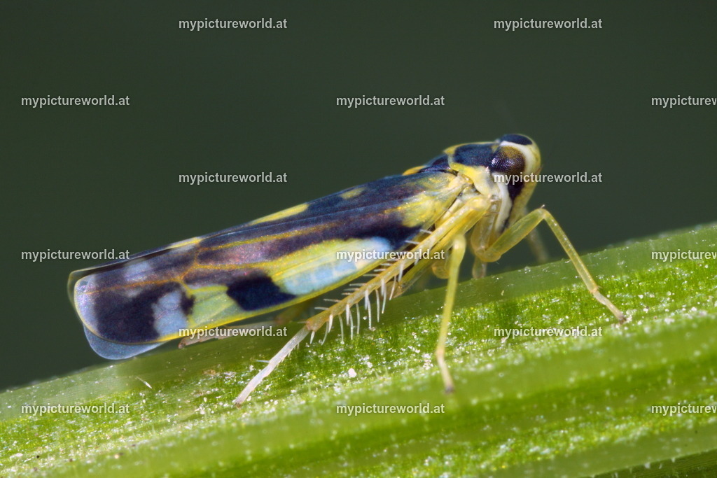 Eupteryx urticae-003 | Das Bilderarchiv über Tiere, Planzen und Landschaften. In der Bilddatenbank finden Sie ein große Auswahl an hochwertigen Bilder für Ihre Werbung - Realized with Pictrs.com