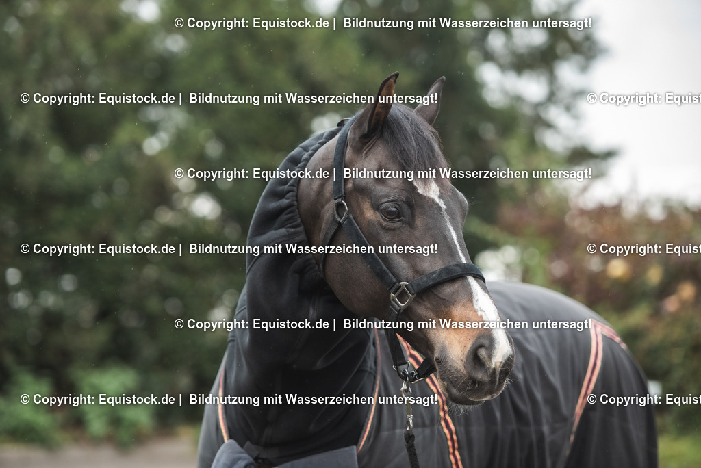 20241114_Great-Escape-Camelot_Raphael-Netz_TOMsPiC_0018 | Foto: Thomas Hartig