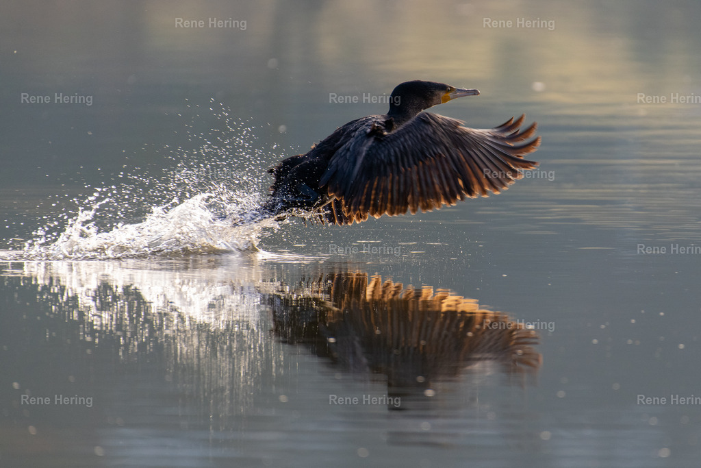 Kormoran | Kormoran beim Abflug über den Main - Realisiert mit Pictrs.com