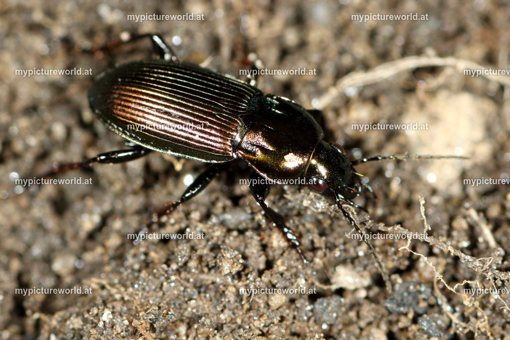 Poecilus versicolor-005 | Das Bilderarchiv über Tiere, Planzen und Landschaften. In der Bilddatenbank finden Sie ein große Auswahl an hochwertigen Bilder für Ihre Werbung - Realized with Pictrs.com