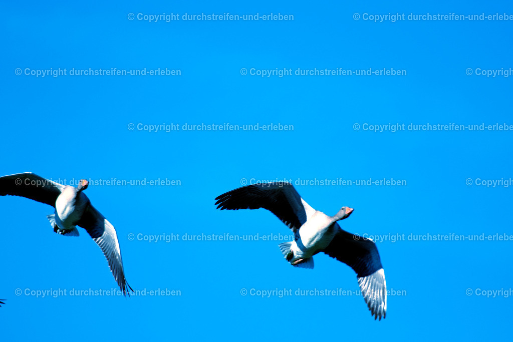 Zwei Graugänse als Partner im Flug | Two graylags fly together as partners over the bird sanctuary Rieselfelder in Münster, Germany, - Realisiert mit Pictrs.com