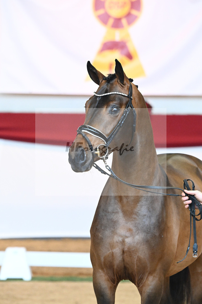 Kat-Nr. 55 Va Bene x Goldberg_Kuntz_43230547 | hf-fotografie - Realisiert mit Pictrs.com
