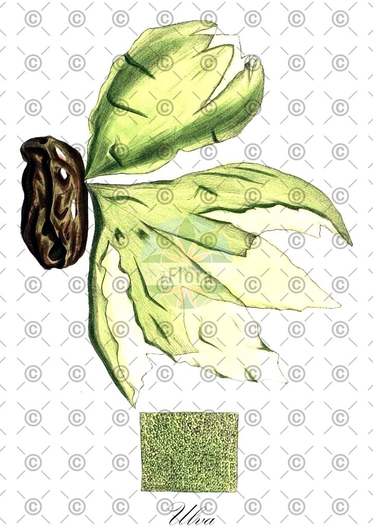 HistAbb_84Q9_7_ENZY_Simple | Historische Abbildung von Ulva - Ulvaceae (0) | Historical Illustration of Ulva - Ulvaceae (0)