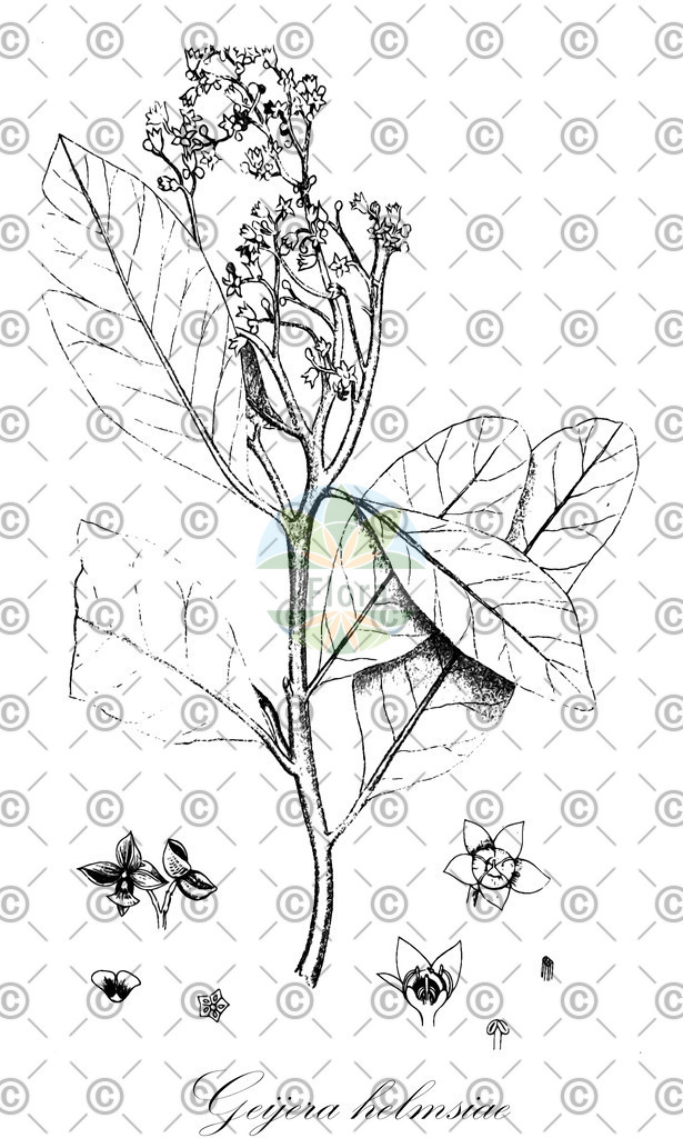 HistAbb_wfo-0000695984_1_ENZY_Simple | Historische Abbildung von Geijera helmsiae - Rutaceae | Historical Illustration of Geijera helmsiae - Rutaceae