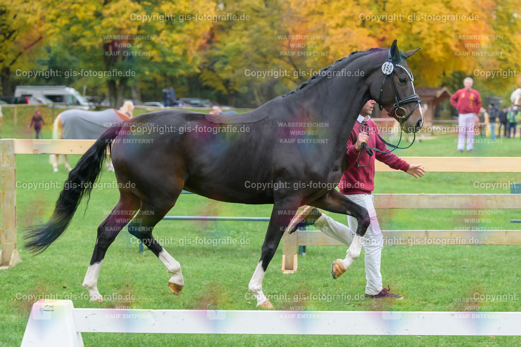152_Haeven_s-Duett-d_Amour-S_v.Dancer-Gold_Seiler_251018_05_gis | gis-fotografie