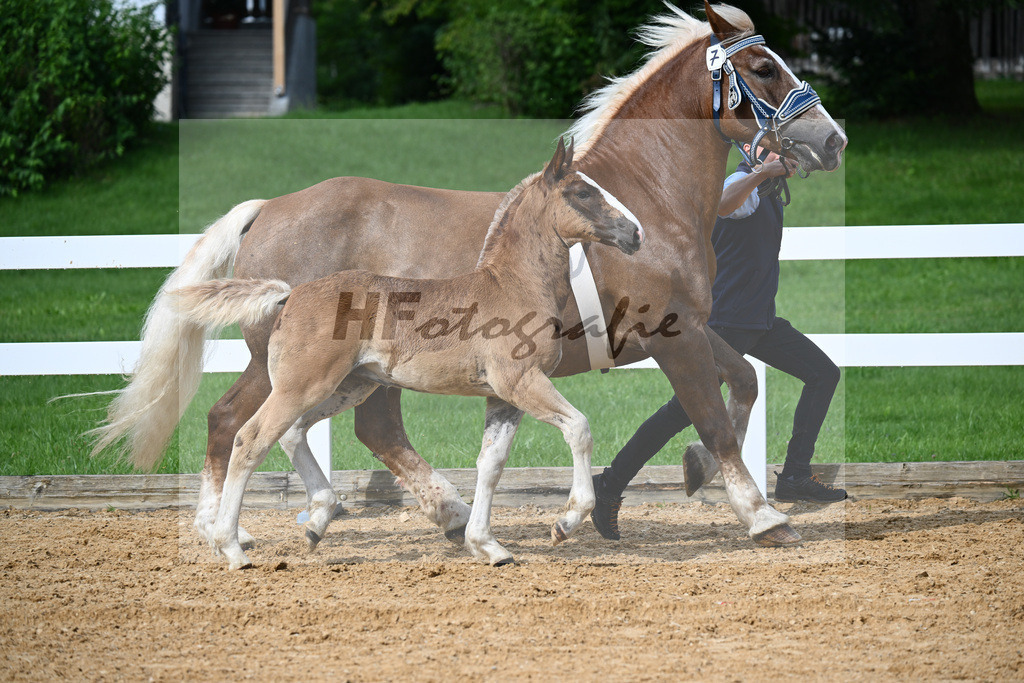 Kat-Nr. 7 Rivaldo x Schogun_HLG Schwaiganger_27140161 | hf-fotografie - Realizzato con Pictrs.com
