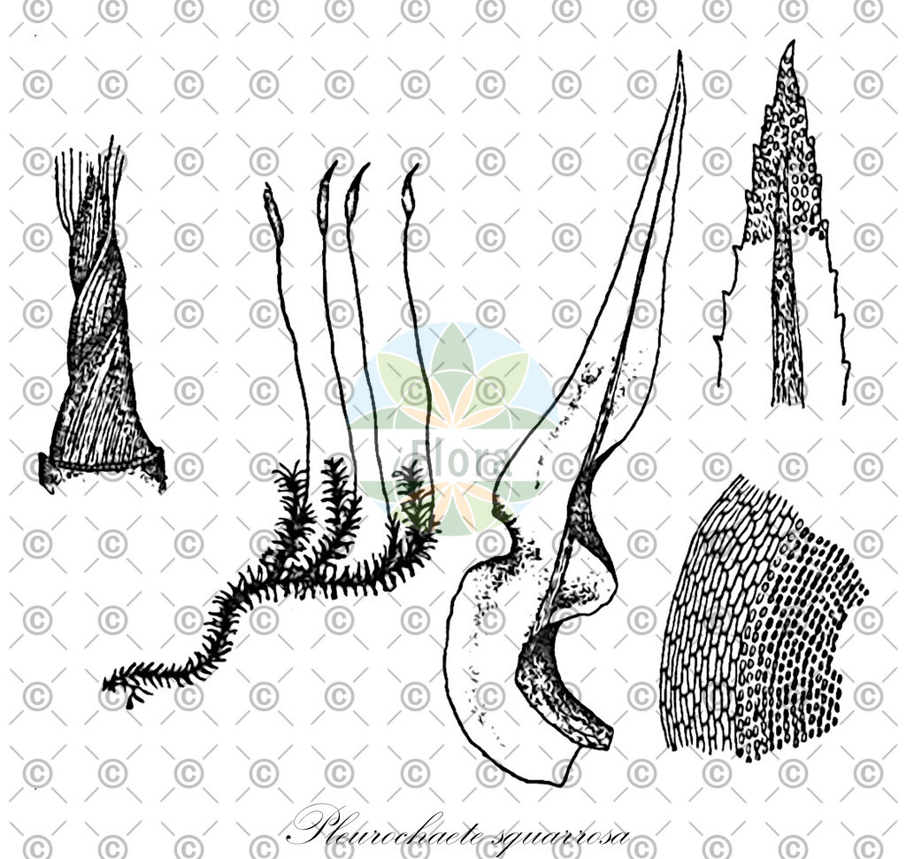 HistAbb_wfo-0000170608_1_ENZY_Simple | Historische Abbildung von Pleurochaete squarrosa - Pottiaceae | Historical Illustration of Pleurochaete squarrosa - Pottiaceae