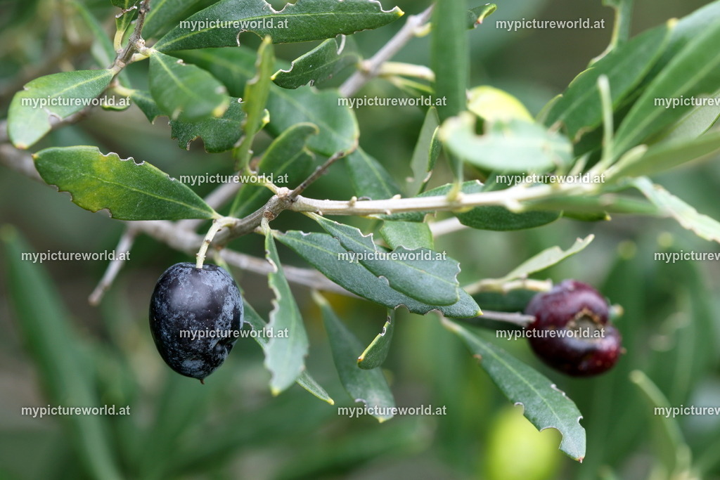 Olivenbaum-007 | Das Bilderarchiv über Tiere, Planzen und Landschaften. In der Bilddatenbank finden Sie ein große Auswahl an hochwertigen Bilder für Ihre Werbung - Realized with Pictrs.com