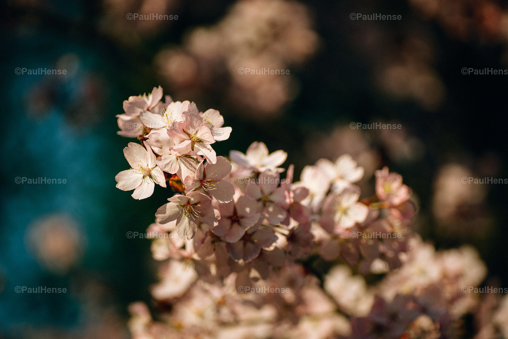 20220324_PaulHense_S0017_DSC03472 | paulhense - Realisiert mit Pictrs.com