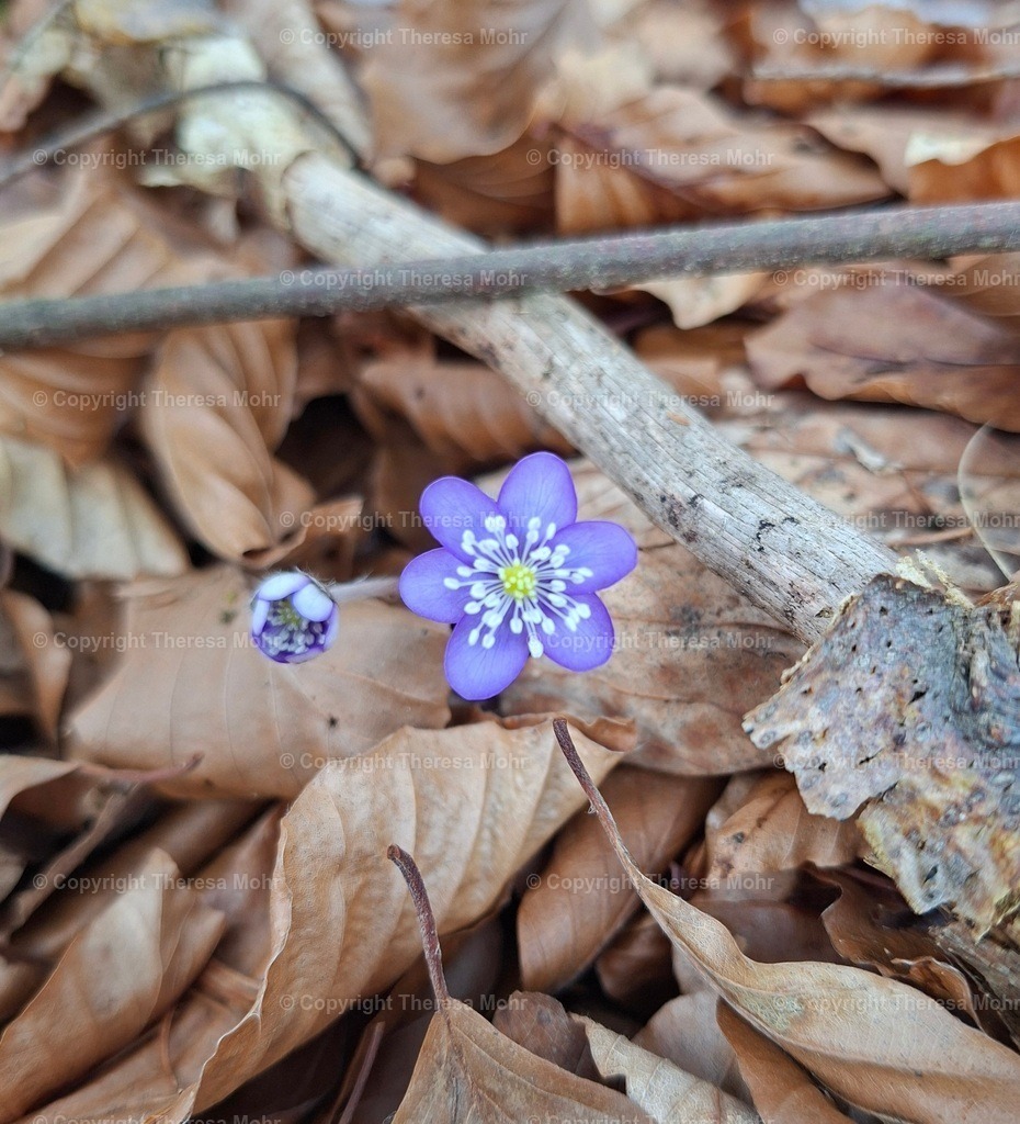 Kleines Leberblümchen  | Einer der ersten und auch gleichzeitig einer der zauberhaftesten Boten des Frühlings, das kleine Leberblümchen... Was für ein Kunstwerk der Natur.  - Realisiert mit Pictrs.com