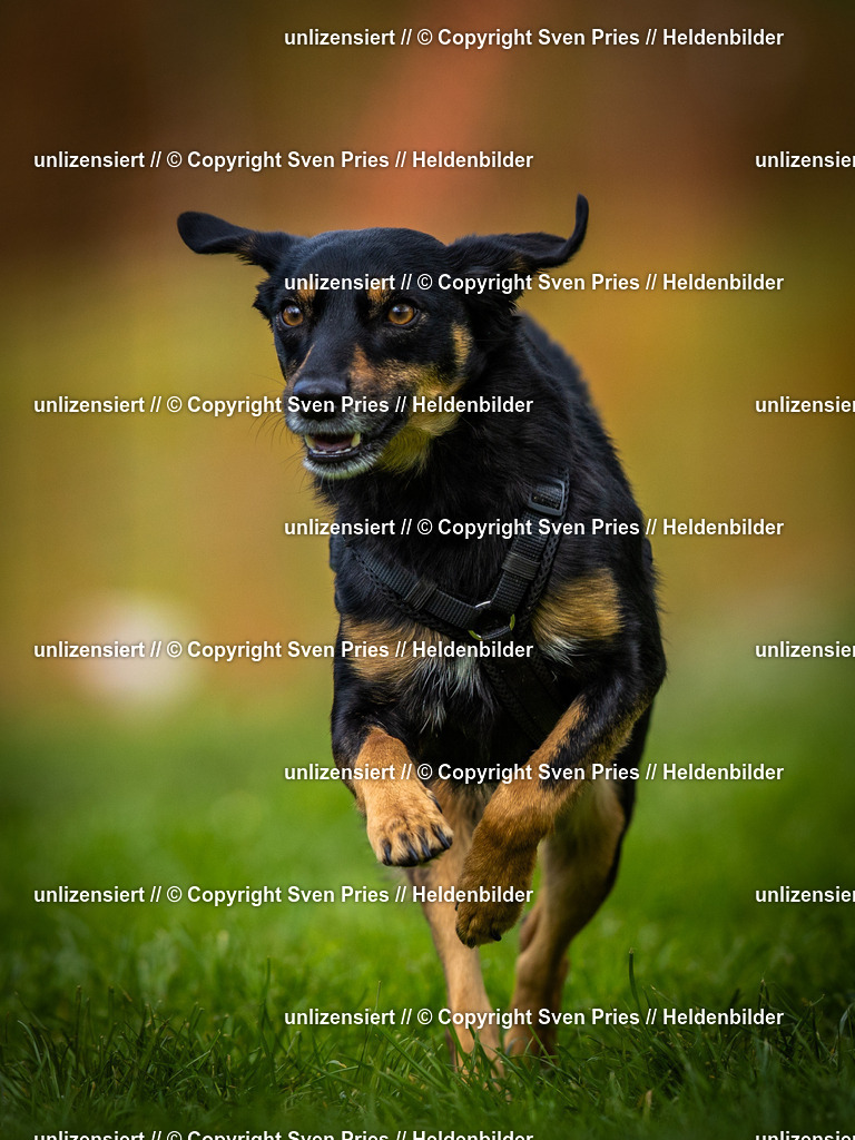 Sven Pries | 2025-04-13 - Hunderennen Baden-Baden - Realisiert mit Pictrs.com